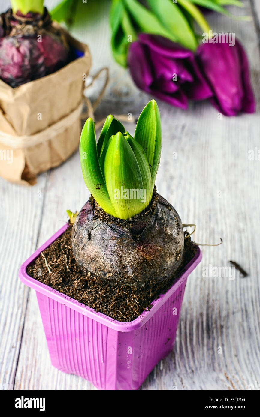 Bulbi di giacinto e tulipani su uno sfondo luminoso, preparati per il trapianto in primavera Foto Stock