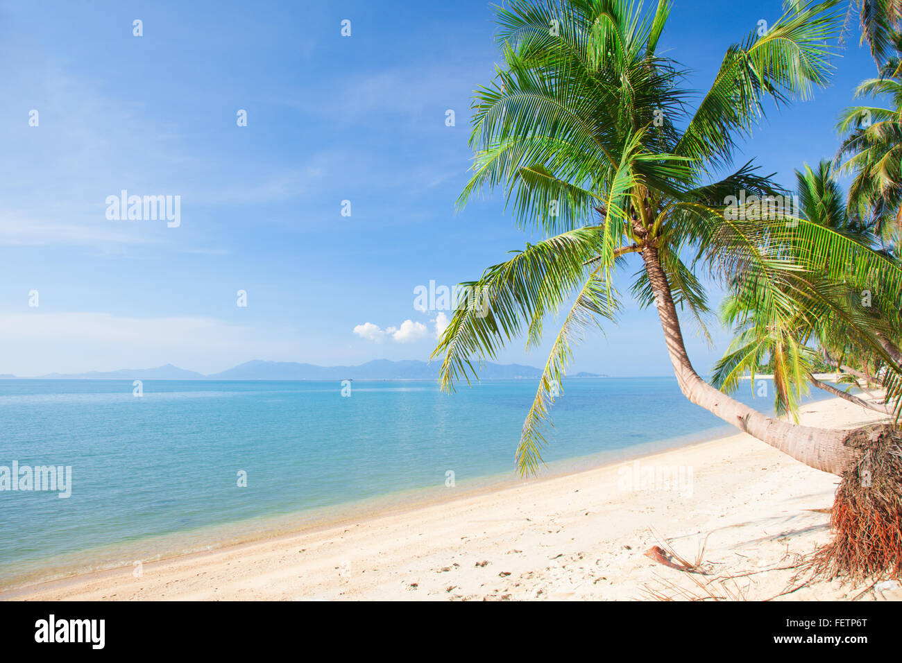 Spiaggia tropicale con palme da cocco e mare Foto Stock