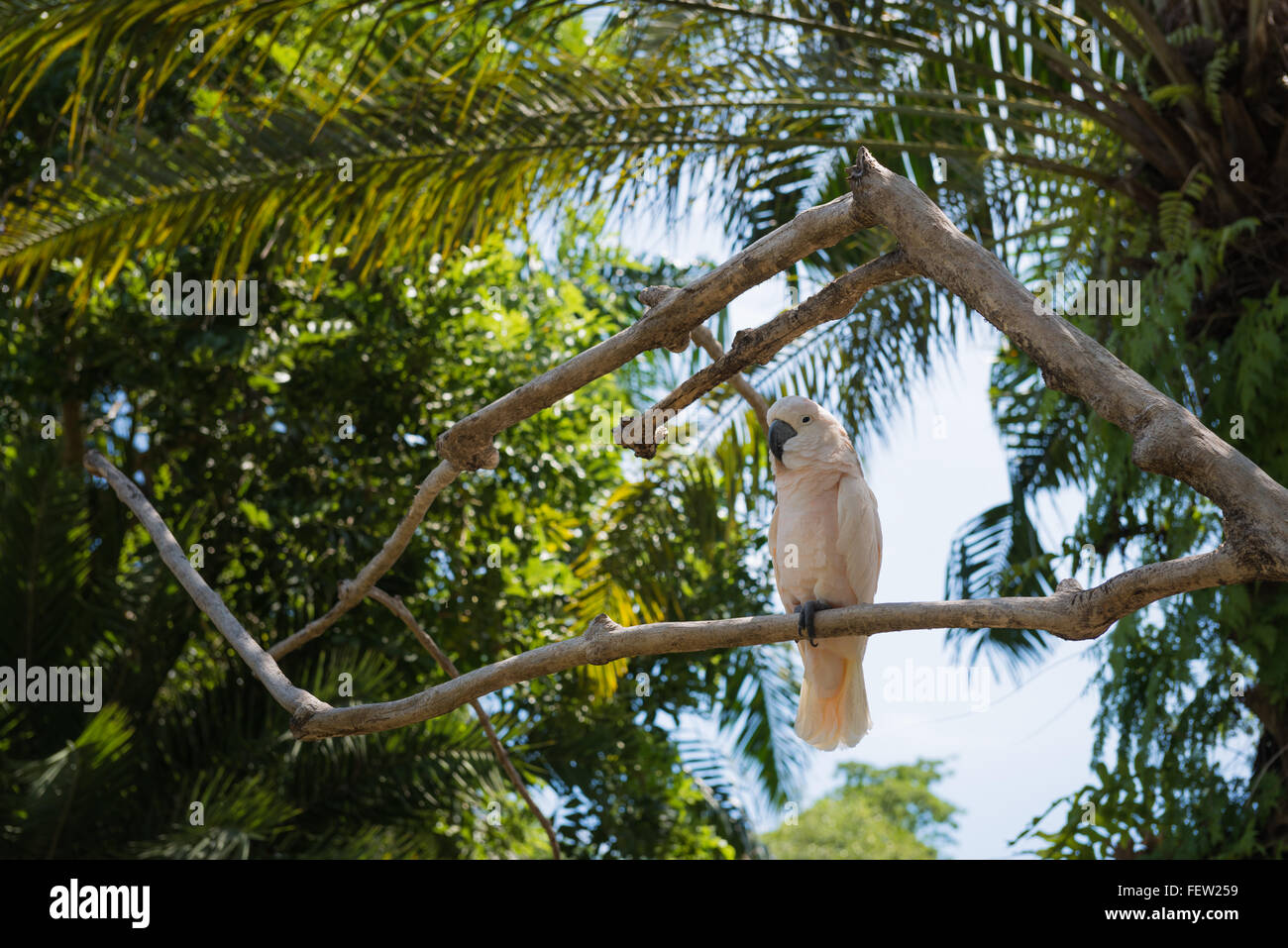 Pappagallo bianco a Bali Parco degli Uccelli, Indonesia Foto Stock