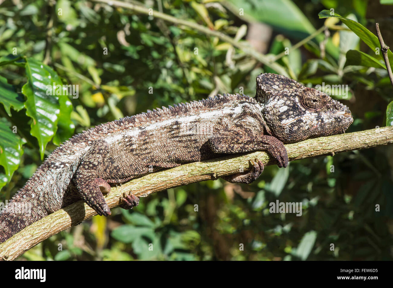 Oustalet o gigante malgascio Chameleon (Furcifer oustaleti), Madagascar Foto Stock