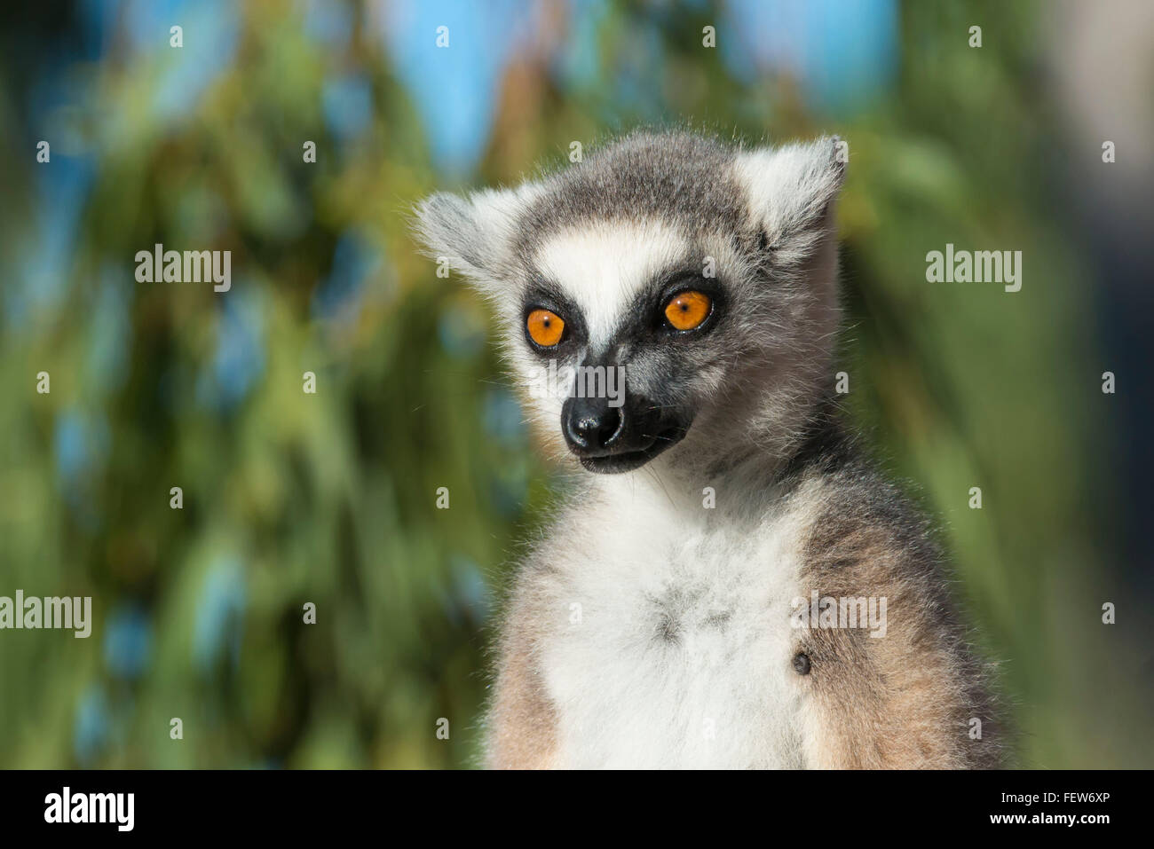 Anello-tailed Lemur (Lemur catta), Berenty riserva naturale, Fort Dauphin, provincia di Toliara, Madagascar Foto Stock
