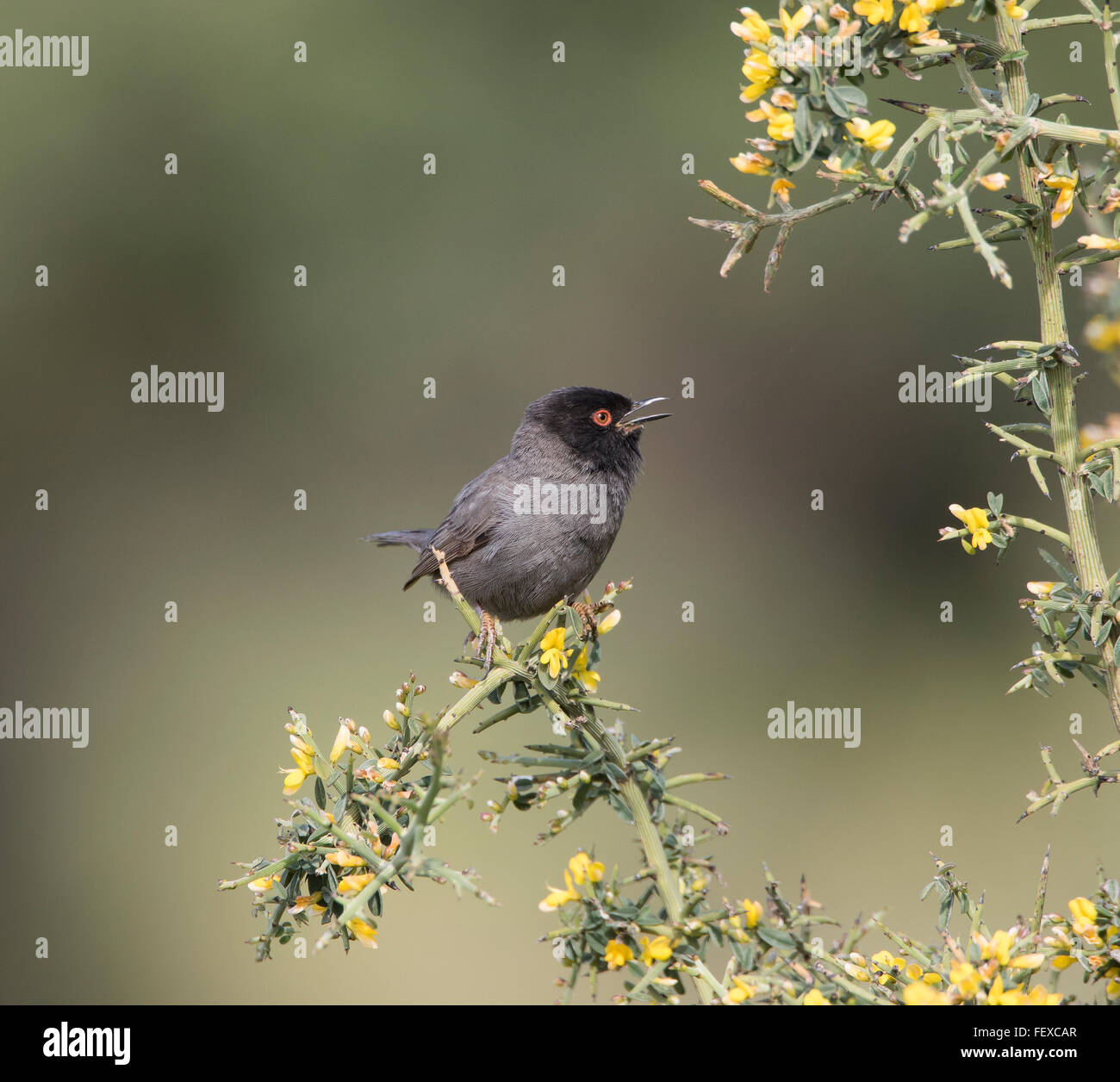 Sardo Melanistic Trillo Sylvia melanocephala maschio adulto Anarita Cipro Primavera, molto raro e non spesso fotografato Foto Stock