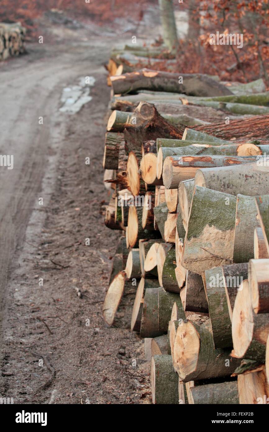 I registri di legno impilate nella foresta dalla strada di terra Foto Stock
