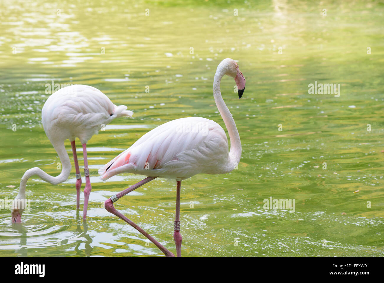 Meravigliosi fenicotteri rosa in un piccolo lago a piedi Foto Stock