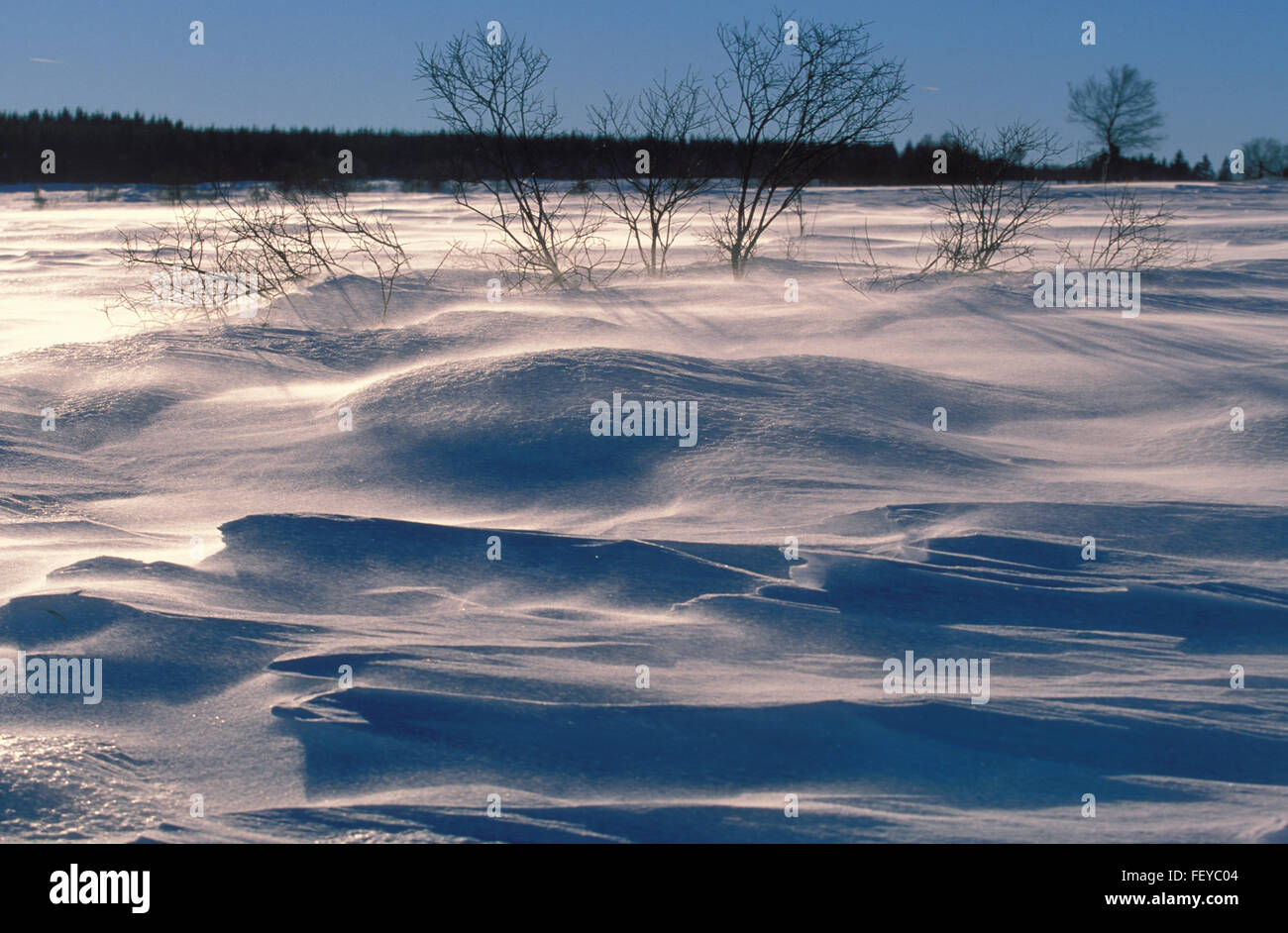 BEL, Belgio, inverno in Alta moor Hohes Venn BEL, Belgien, das Hochmoor Hohes Venn, das verschneite Venn inverno im Foto Stock
