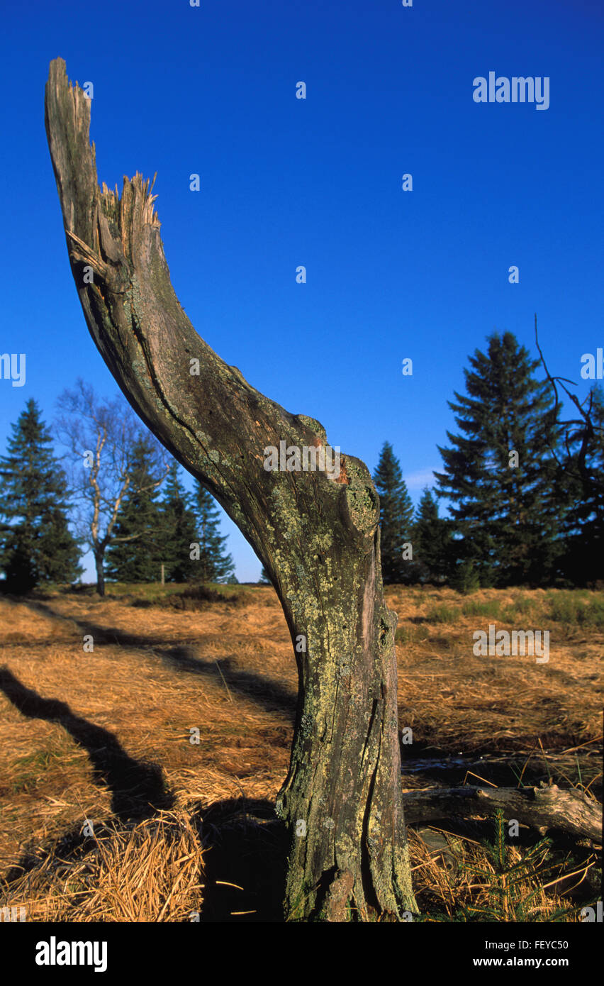 BEL, Belgio, ad alta moor Hohes Venn, un vecchio tronco di abete rosso BEL, Belgien, Hochmoor Hohes Venn, verwitterter Fichtenstamm Foto Stock