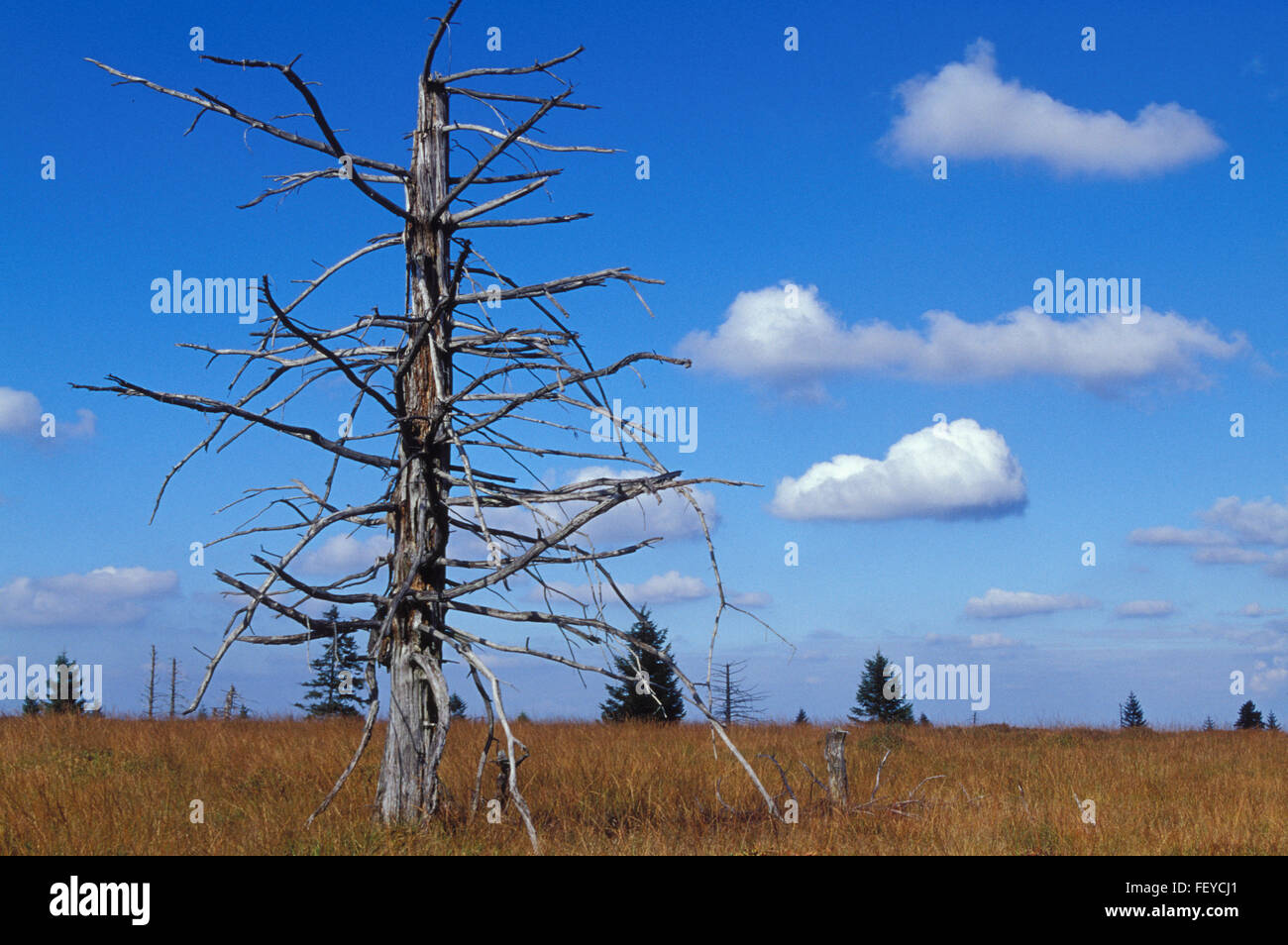 BEL, Belgio, ad alta moor Hohes Venn, morti abete rosso BEL, Belgien, Hochmoor Hohes Venn, abgestorbene Fichte Foto Stock