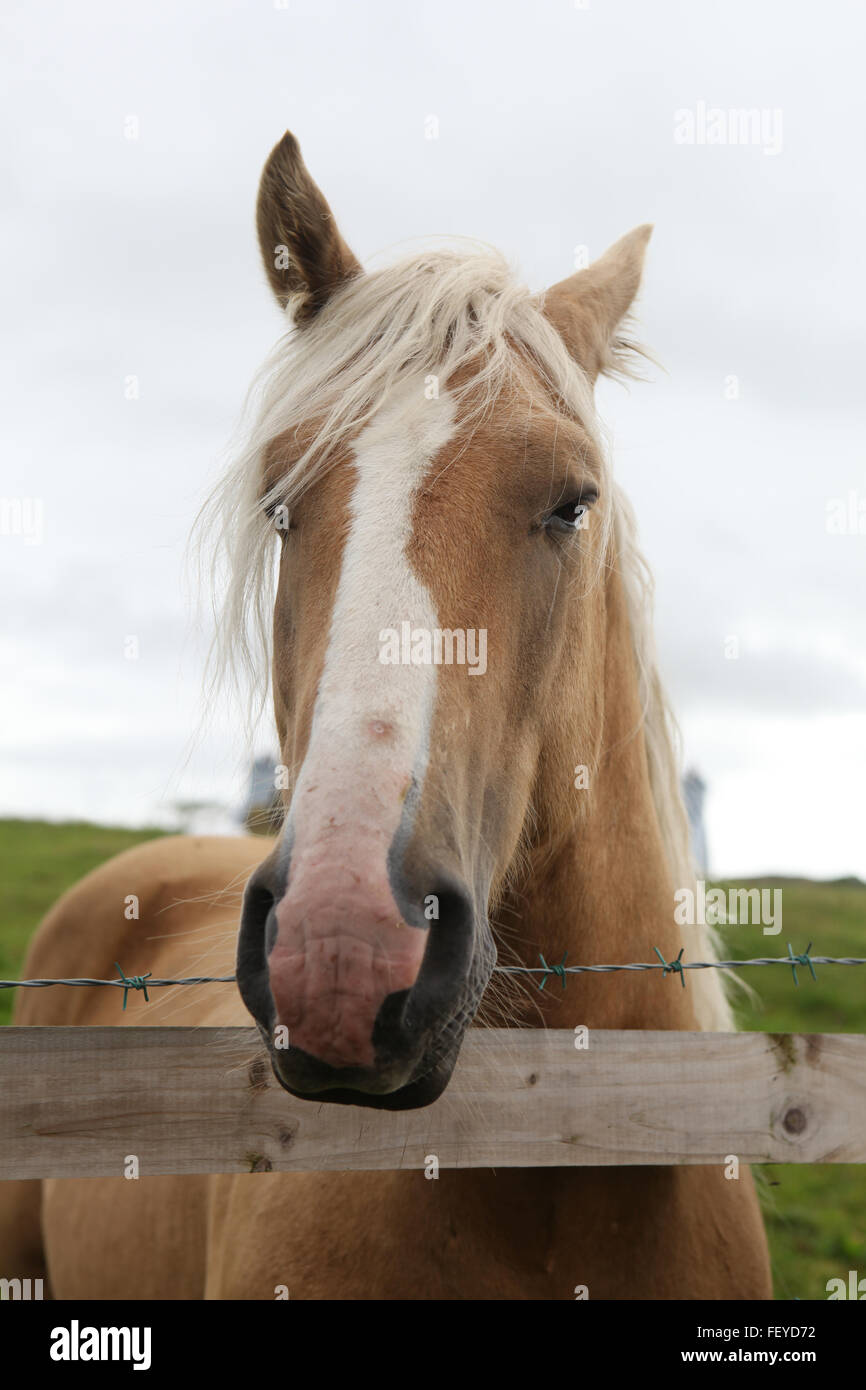Marrone/beige cavallo irlandese in un campo, Irlanda Foto Stock