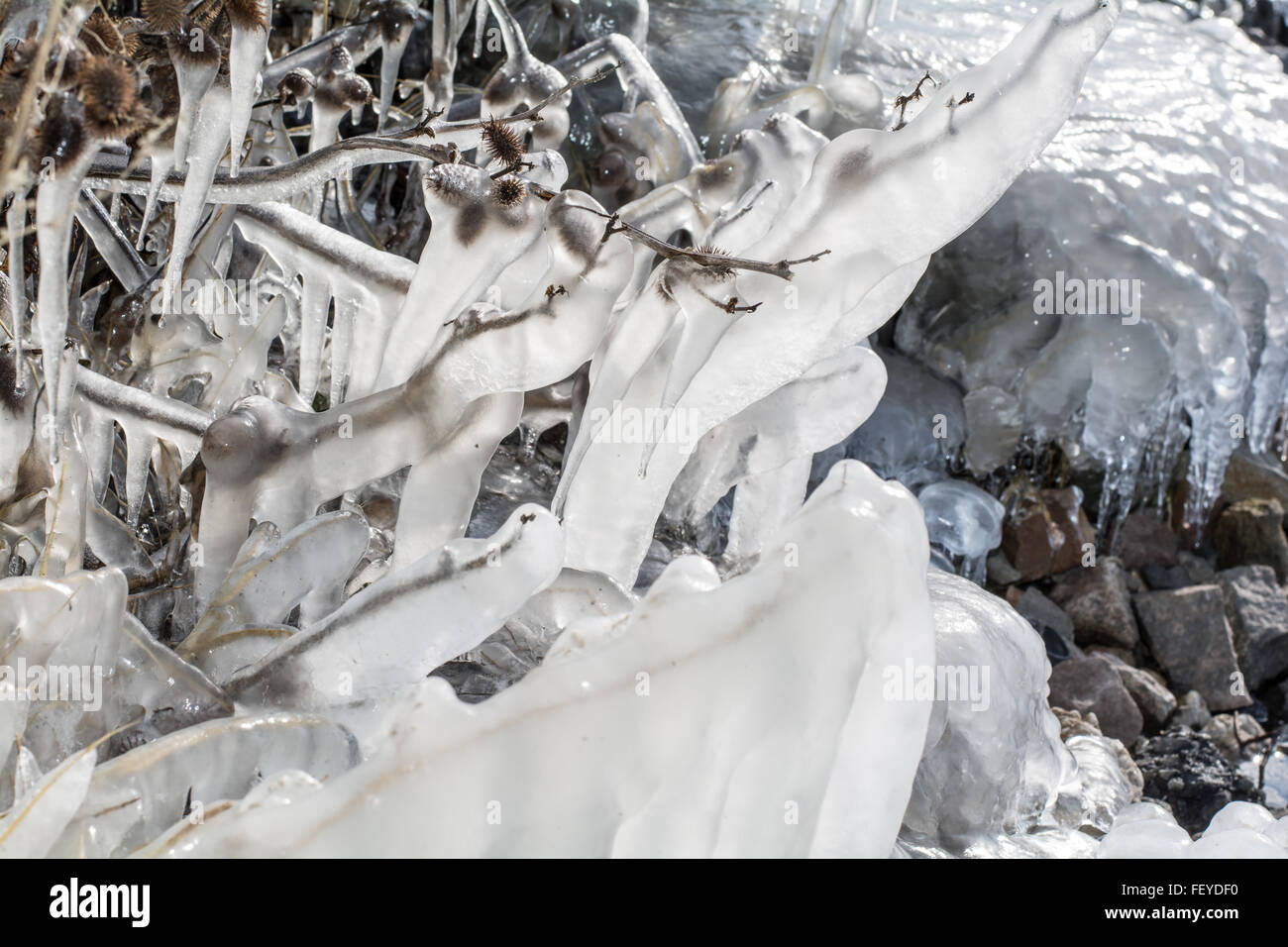 Boccole congelati con ghiaccio in inverno Lago Foto Stock