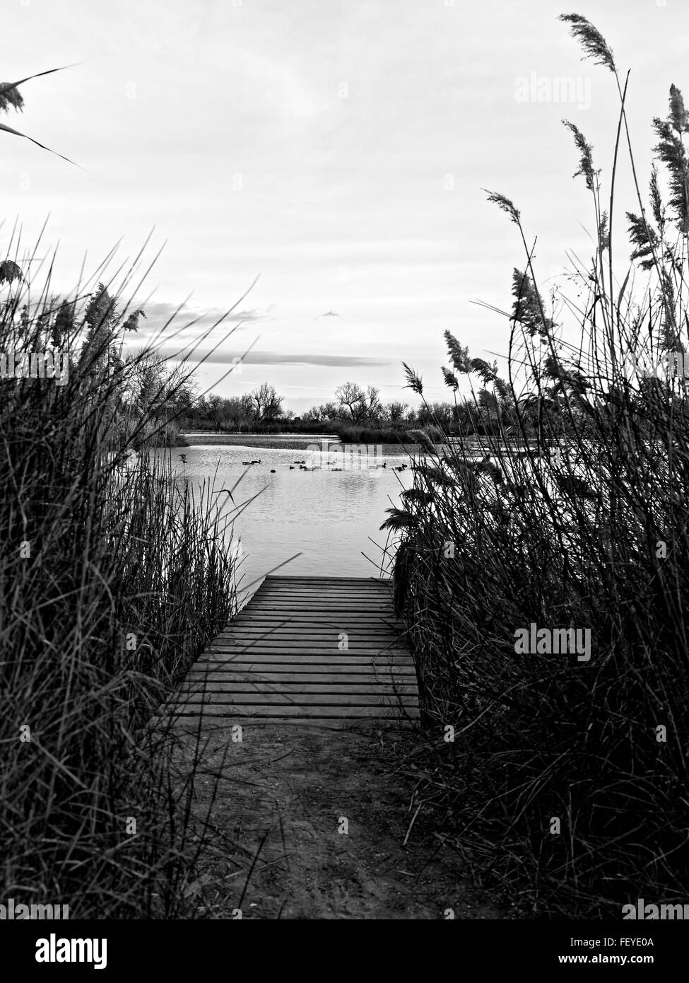 Pont de Gau parco ornitologico e la Camargue, la Provenza, Francia Foto Stock