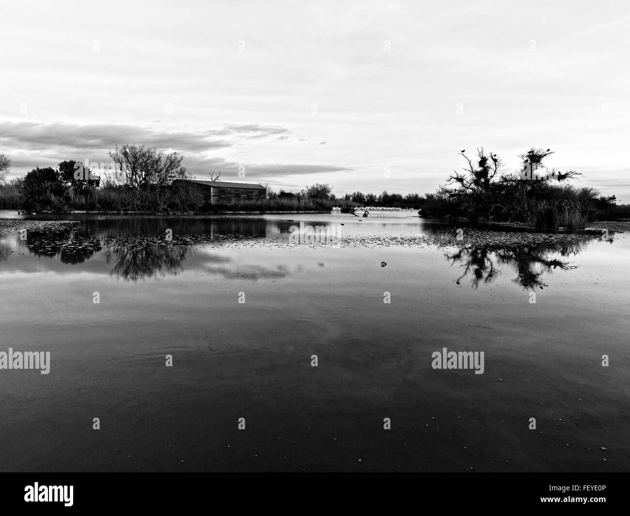 Pont de Gau parco ornitologico e la Camargue, la Provenza, Francia Foto Stock