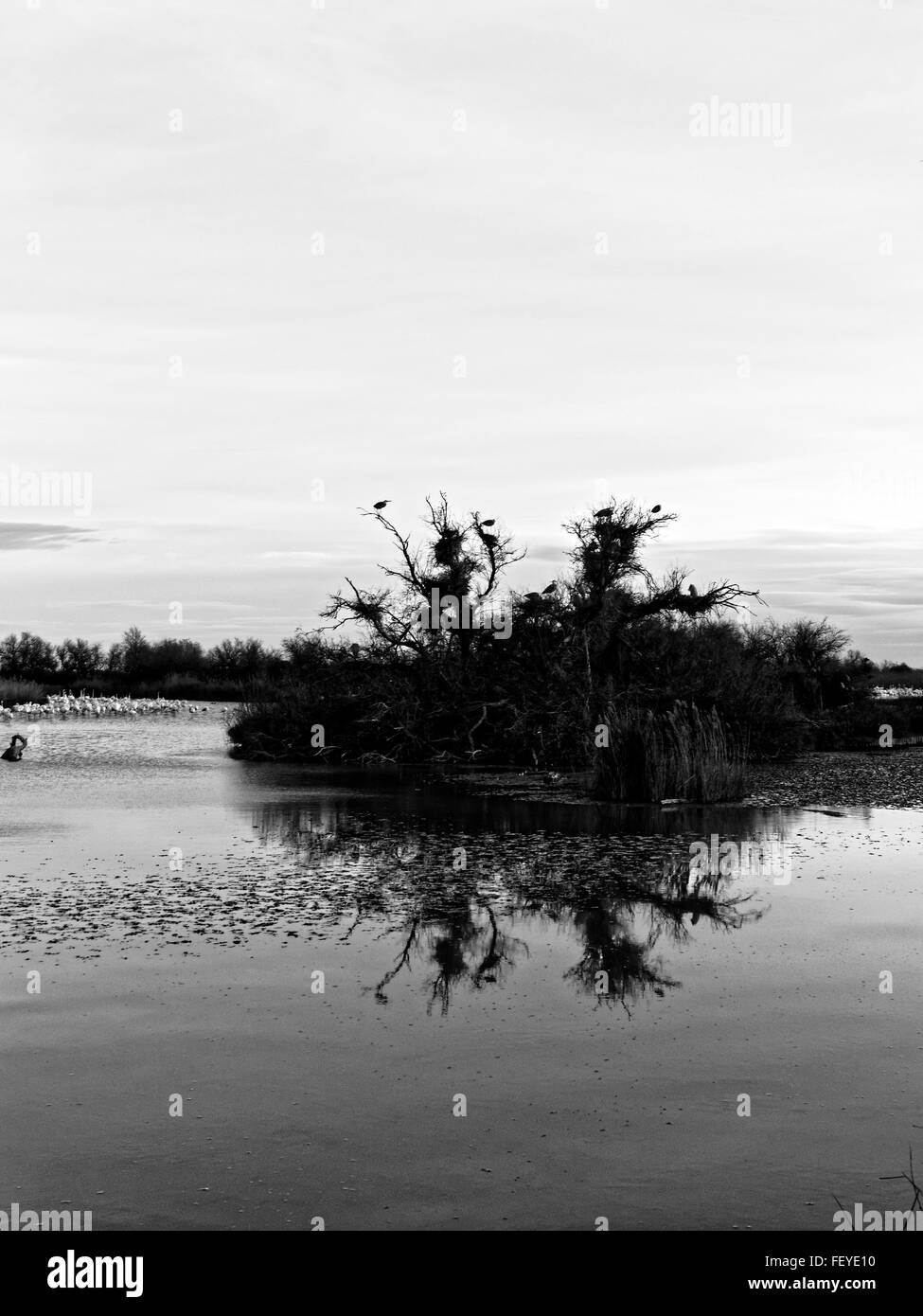 Pont de Gau parco ornitologico e la Camargue, la Provenza, Francia Foto Stock