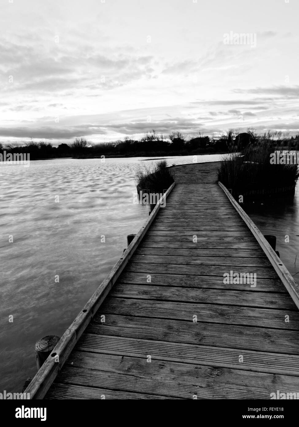 Pont de Gau parco ornitologico e la Camargue, la Provenza, Francia Foto Stock