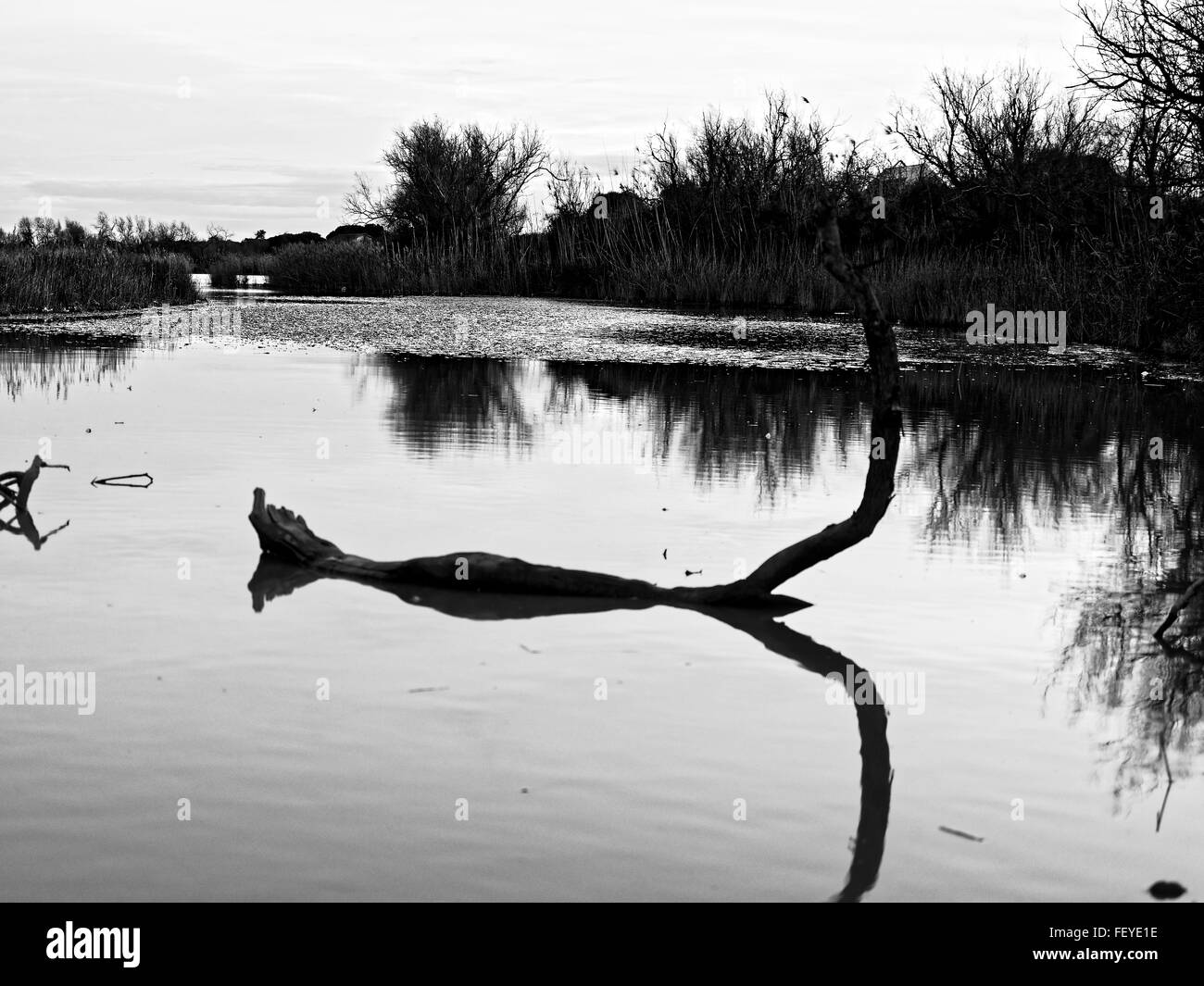 Pont de Gau parco ornitologico e la Camargue, la Provenza, Francia Foto Stock