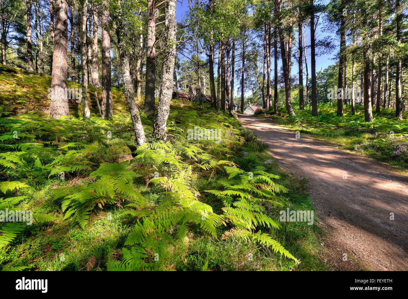 Forest Loch un Eilein, Cairngorms, Highlands. Foto Stock