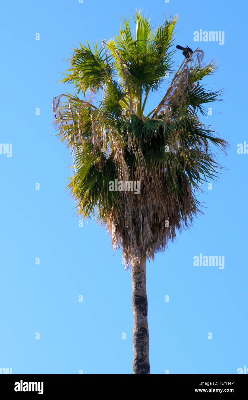 Matura ventola California Palm (Washingtonia filifera) con cielo blu sullo sfondo. Fotografato a Jaffa Israele Foto Stock