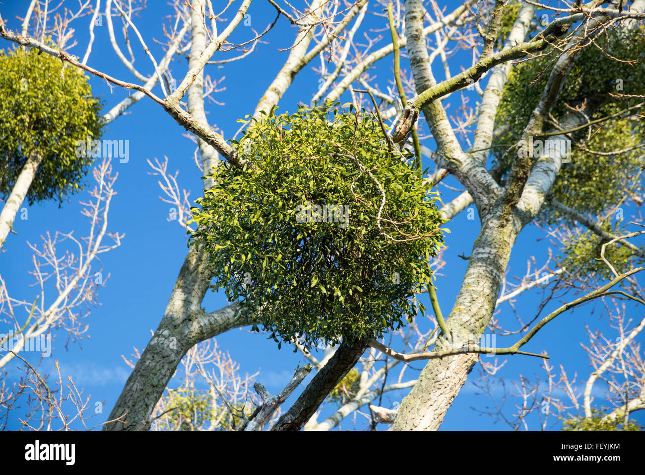 4 Decorazioni Natalizie A Vischio Artificiale Con Glitter - Per Porte, Alberi E Tabelle - 23 Cm - Foto 3