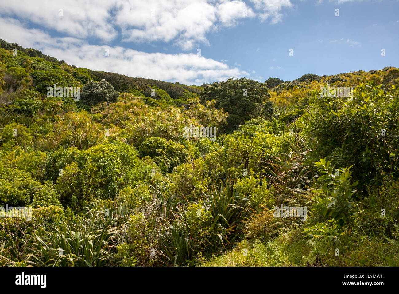 La lussureggiante vegetazione - Tiritiri Matangi Island, Nuova Zelanda Foto Stock