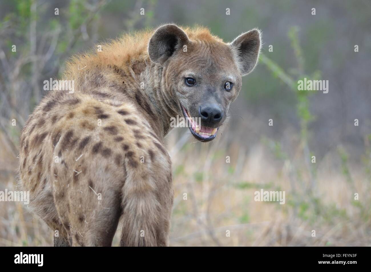 Spotted Hyena (Crocuta crocuta), maschio adulto, in piedi, la bocca aperta, la mattina presto, Kruger National Park, Sud Africa e Africa Foto Stock