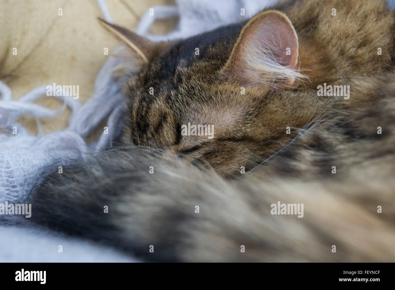 Un sonno capelli lunghi tabby cat Foto Stock