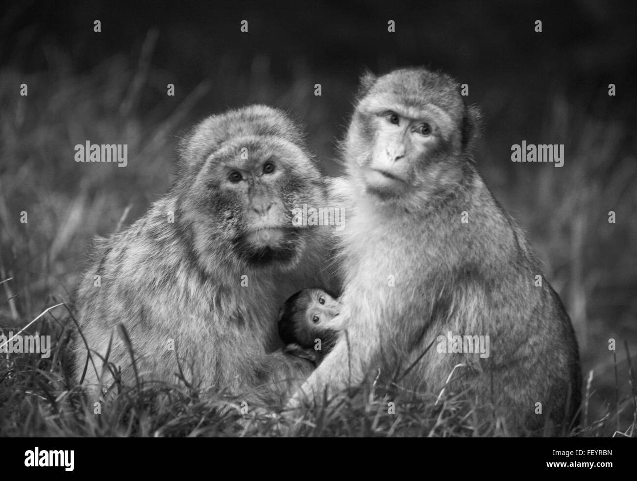 Monkey, animale, scimmia famiglia, primati, baby scimmia, la fauna selvatica, mammiferi, creature, zoo, libera scimmie, in bianco e nero Foto Stock