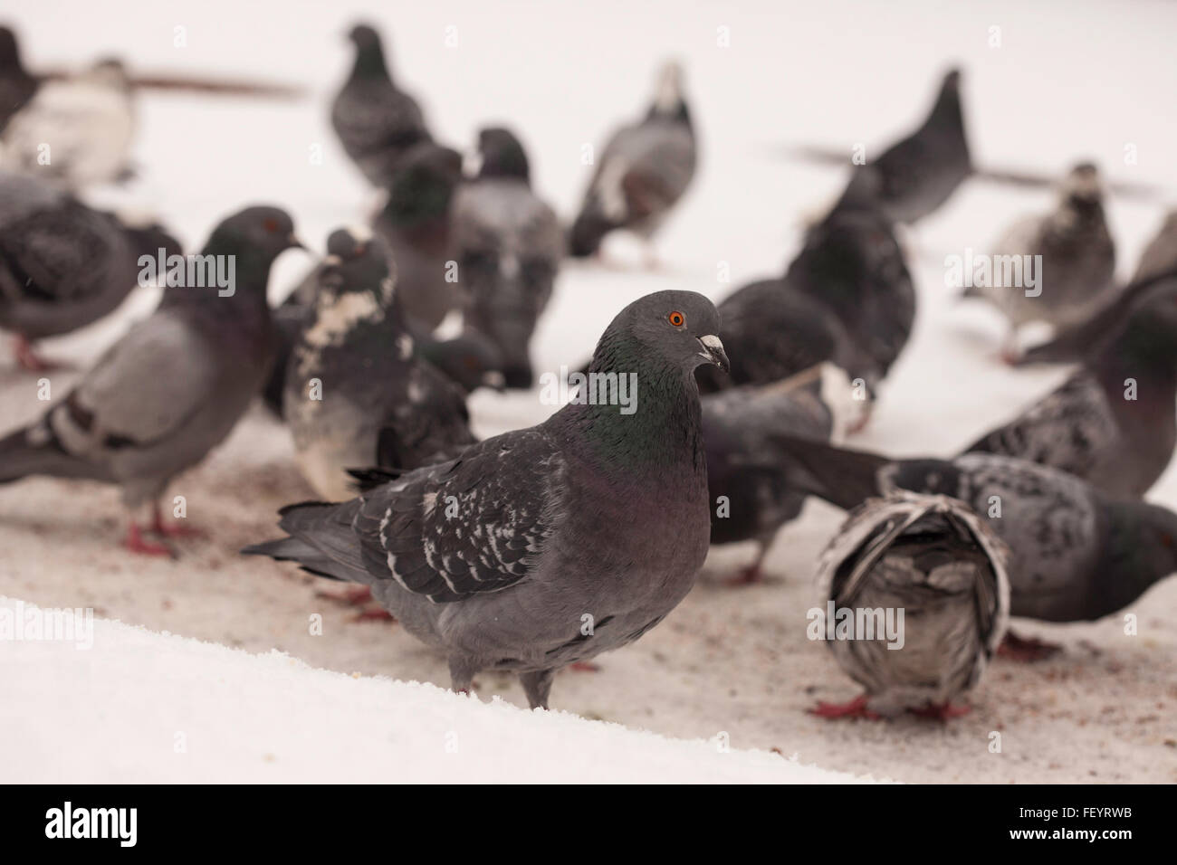 Gruppo di wild piccioni urbani sulla neve Foto Stock