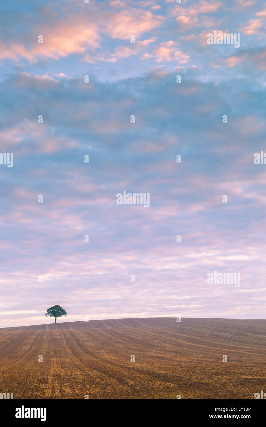 Un Lone Tree sullo skyline di sunrise. Foto Stock