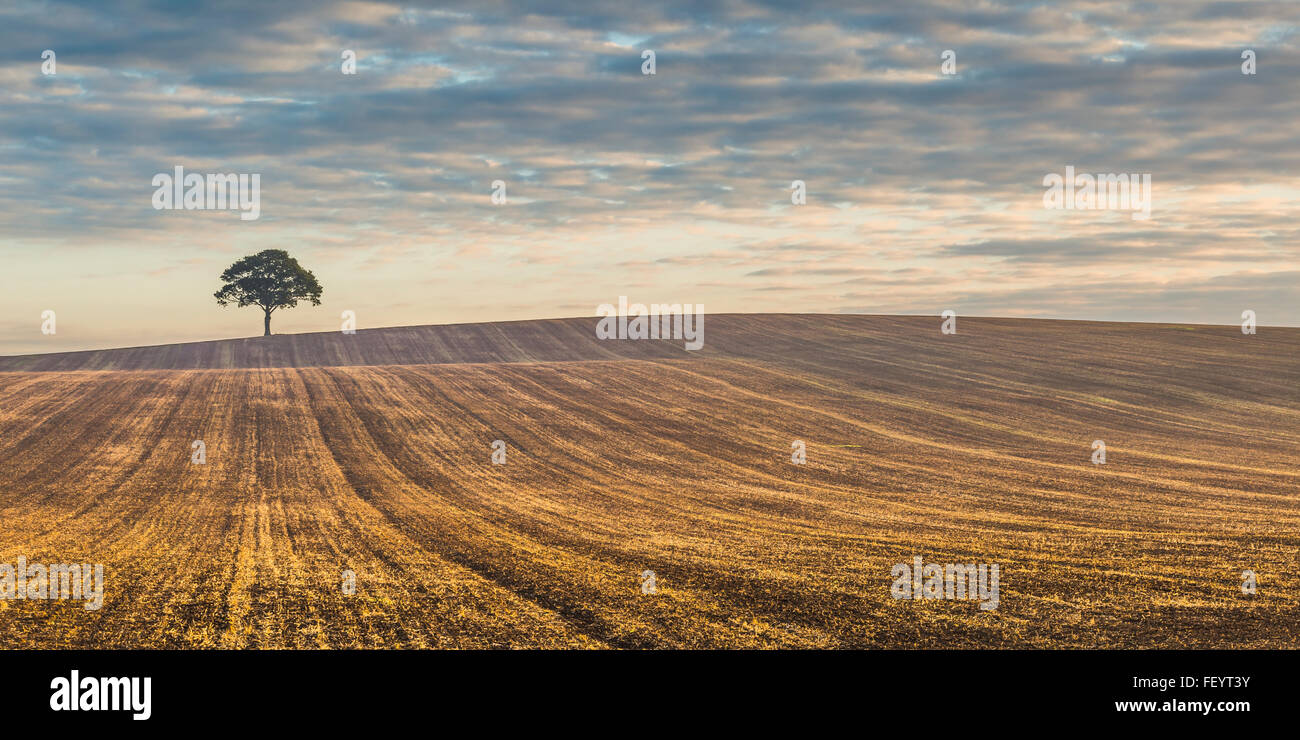 Un Lone Tree sullo skyline di sunrise. Foto Stock