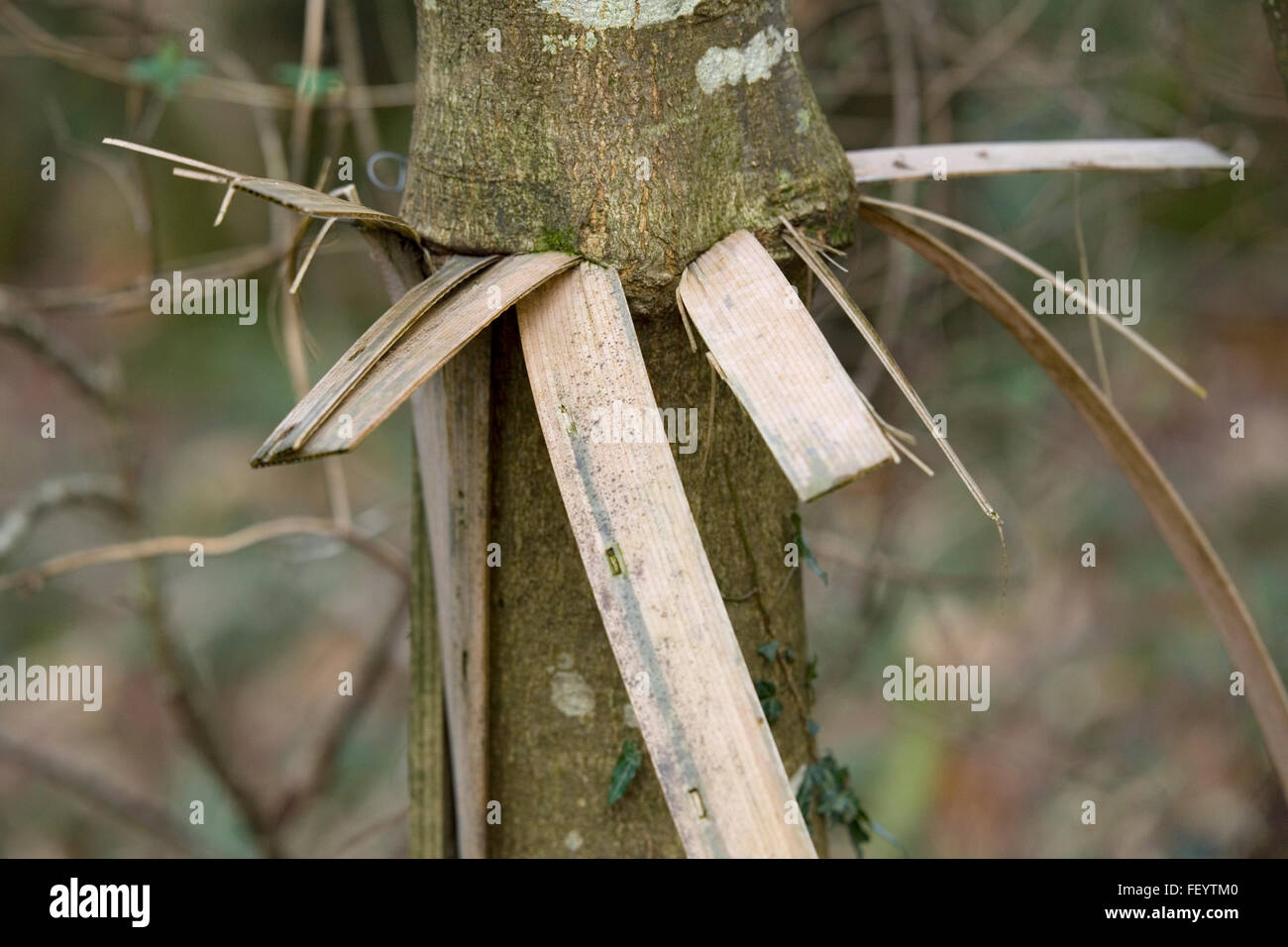 Struttura di protezione cresciuto in tronco di albero Foto Stock