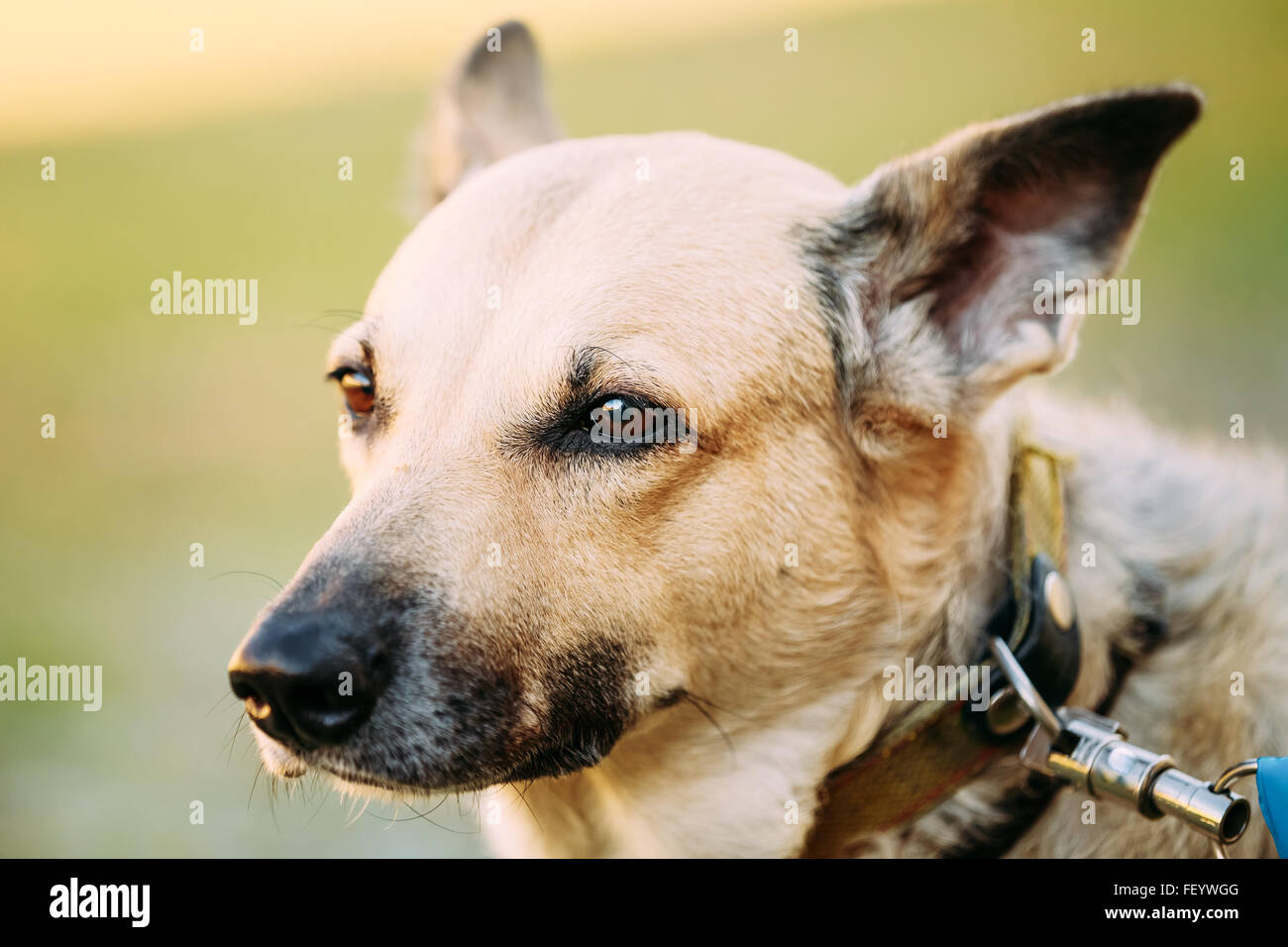 Razza mista di medie dimensioni cane marrone Close Up Foto Stock