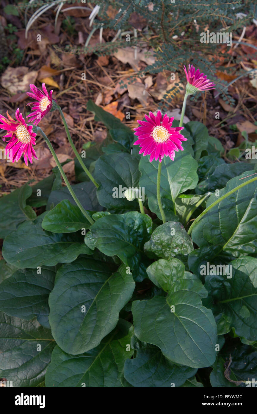 Gerbera 'Drakensberg Carmine Foto Stock