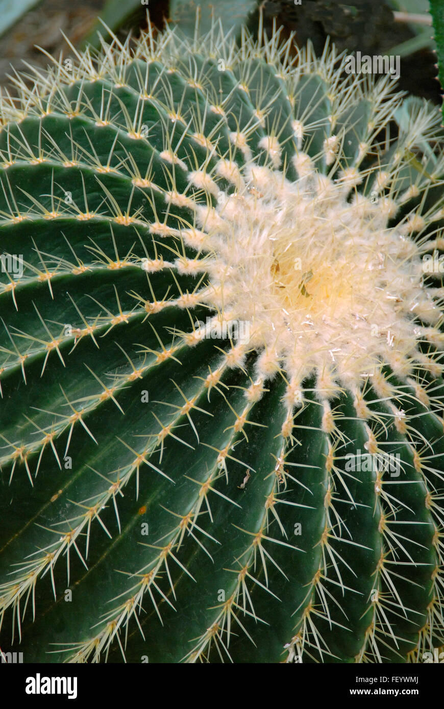 Echinocactus grusonii, barrel cactus, Foto Stock