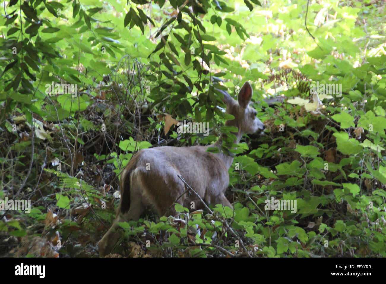 Cervi del bambino Foto Stock