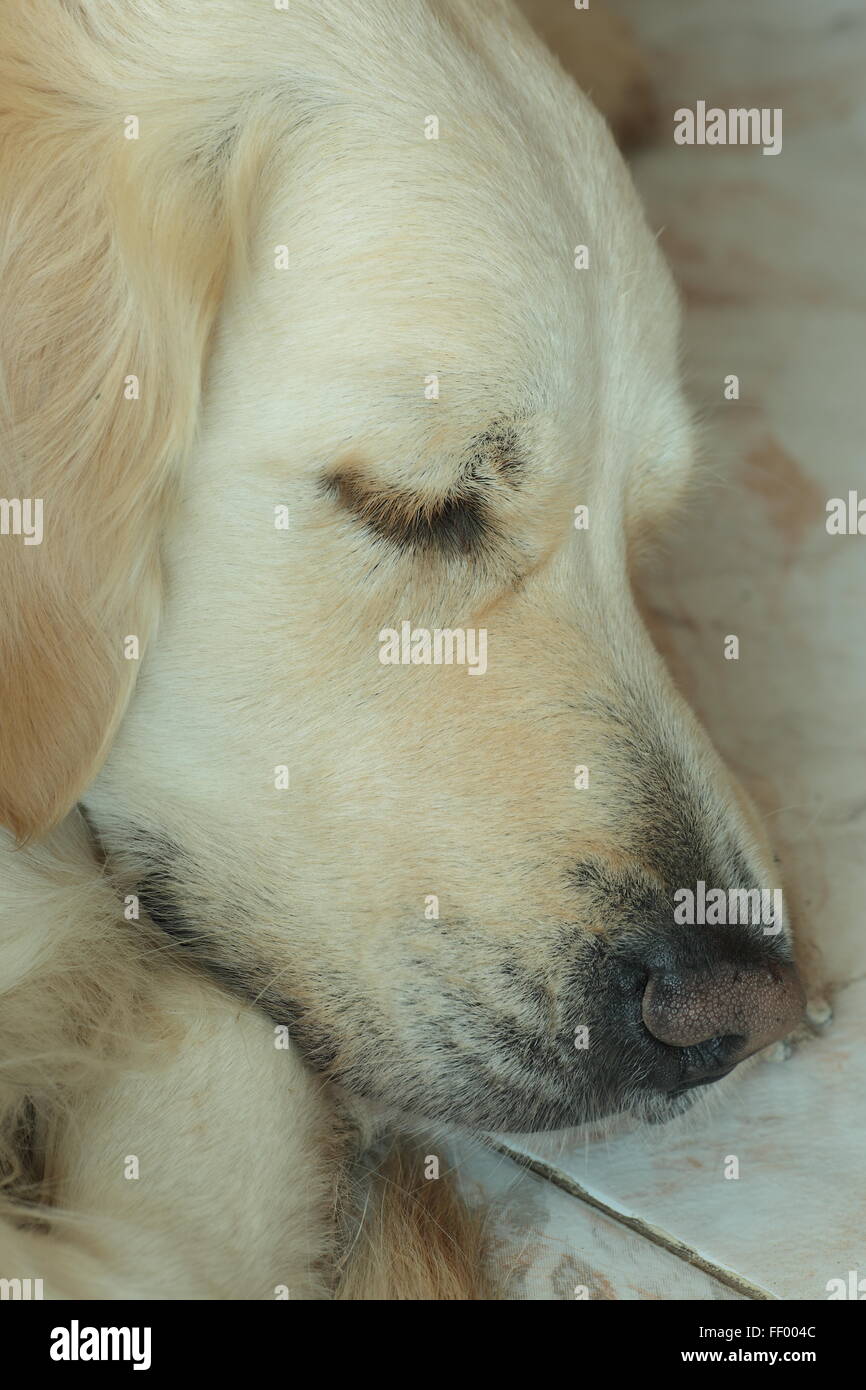 Il golden retriever sleeping Foto Stock