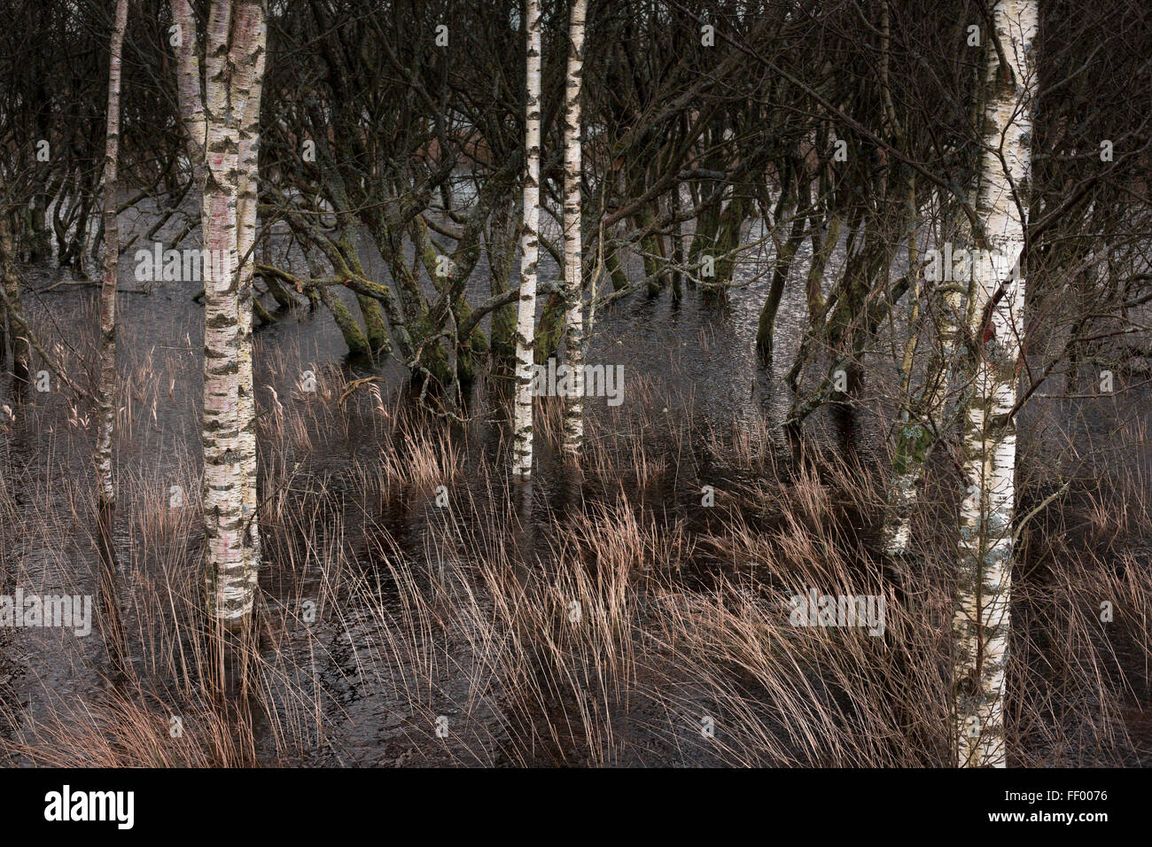 Silver Birch nella zona umida della palude in cors Caron 9 Dicembre 2015 quando era molto bagnato dopo un sacco di pioggia pesante Foto Stock