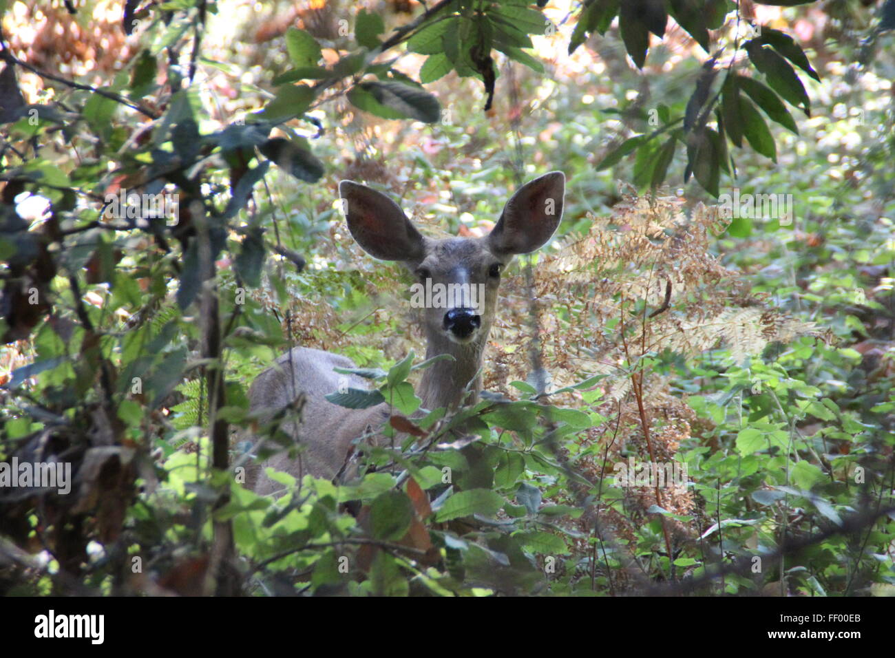 Baby deer guarda la fotocamera Foto Stock