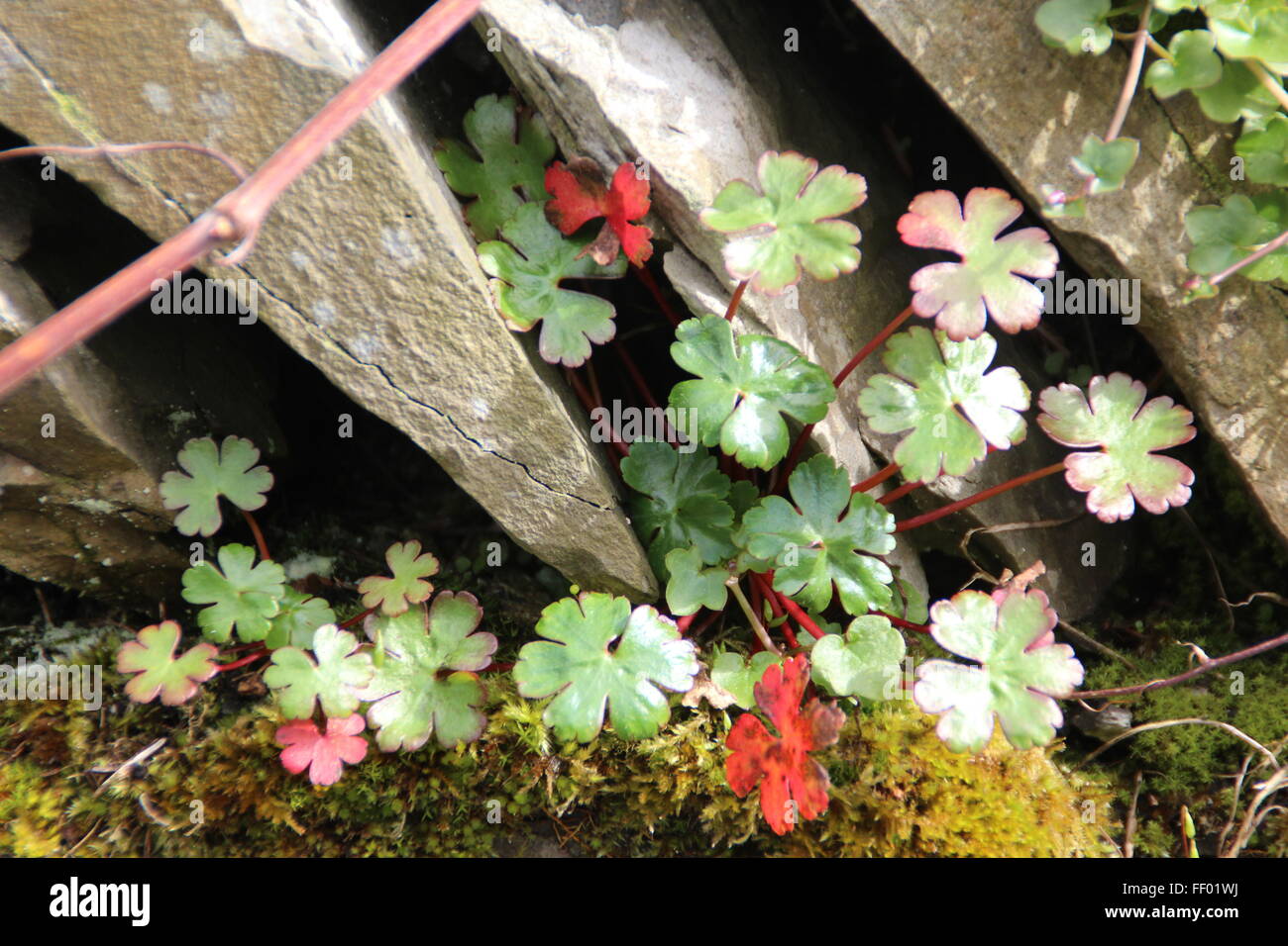 Il trifoglio cresce in un secco muro di pietra nelle highlands scozzesi Foto Stock