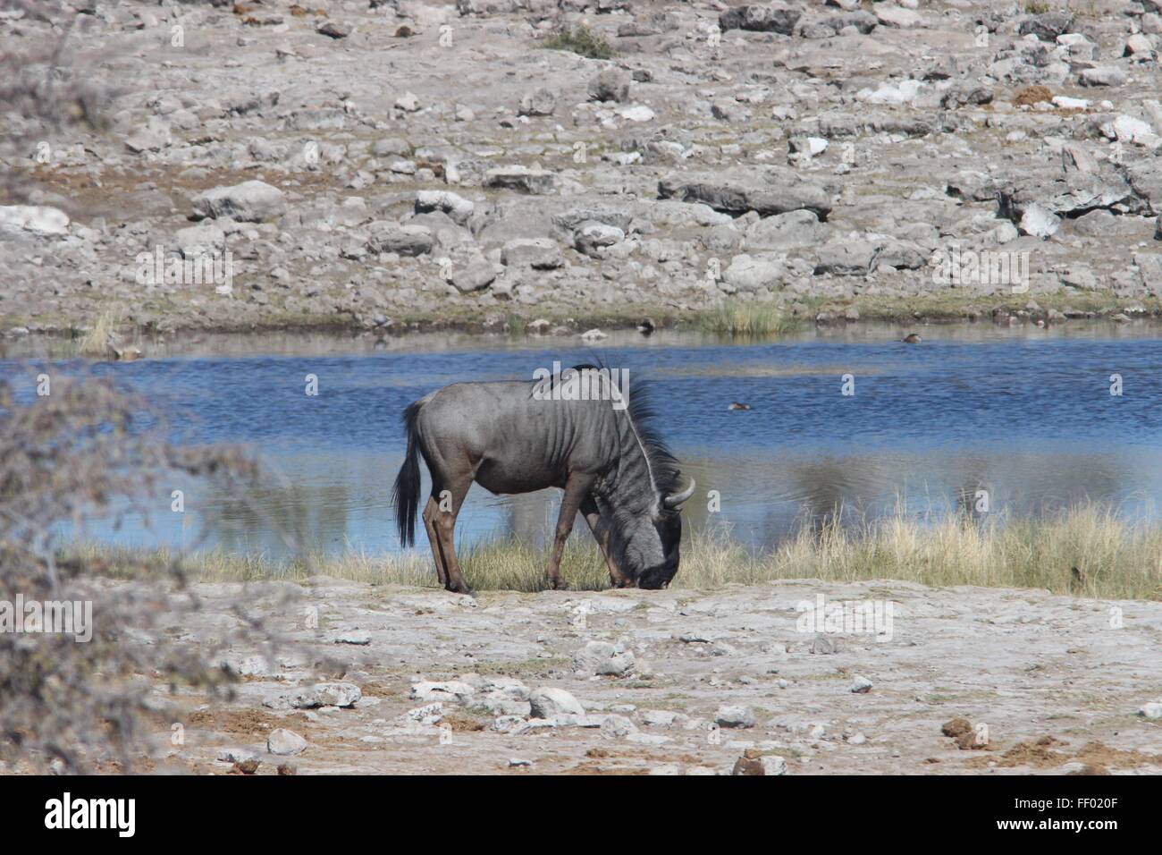 Wildebeests, gnus o wildebai mangia da davanti di un foro per l'acqua Foto Stock
