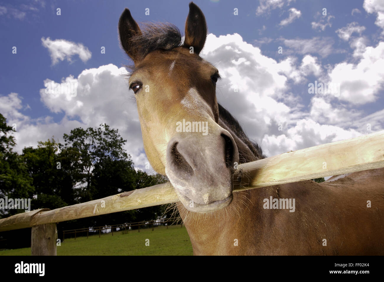 Cavallo guardando oltre il recinto, close-up Foto Stock