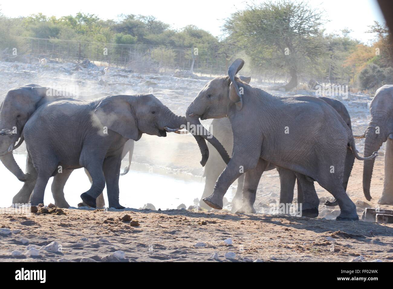 Gli elefanti combattono in parte anteriore di un fiume Foto Stock