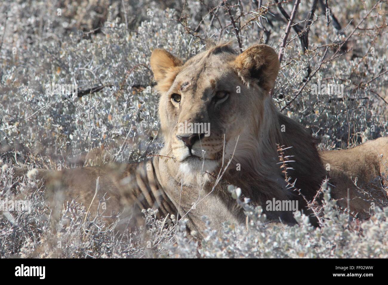 Maestoso lion si siede in una boccola di pennello grigio Foto Stock
