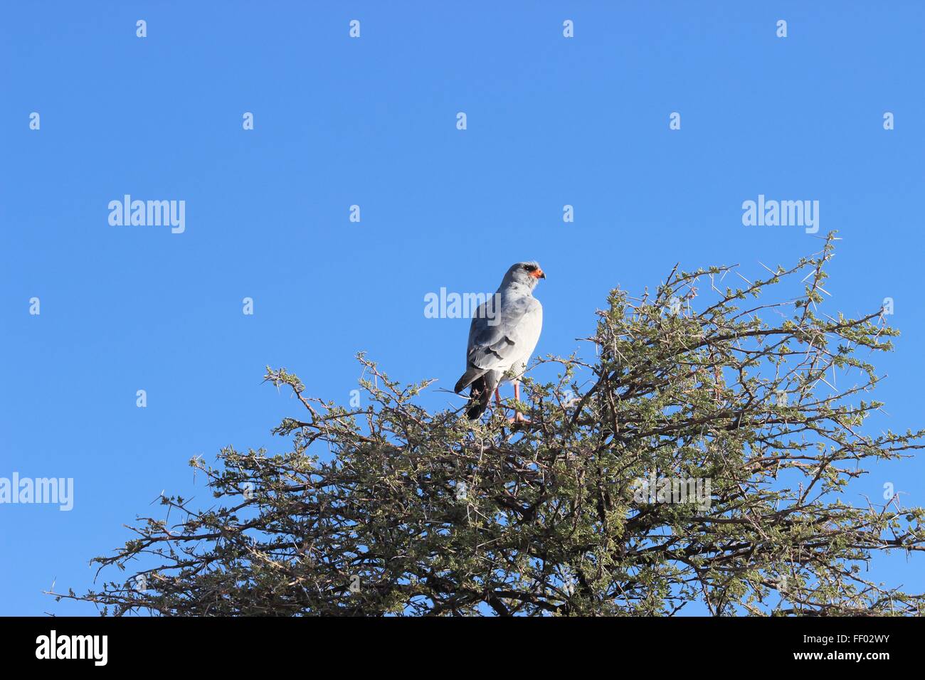 Il salmodiare pallido gowhawk guardando maestosamente da una spina bush in un cielo blu Foto Stock