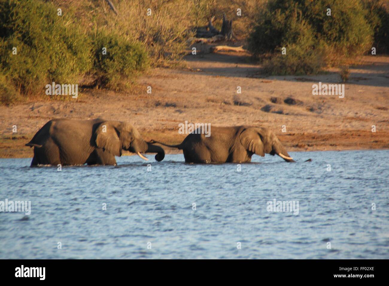 Due elefanti che attraversa un fiume di tenere su ogni altri tails Foto Stock