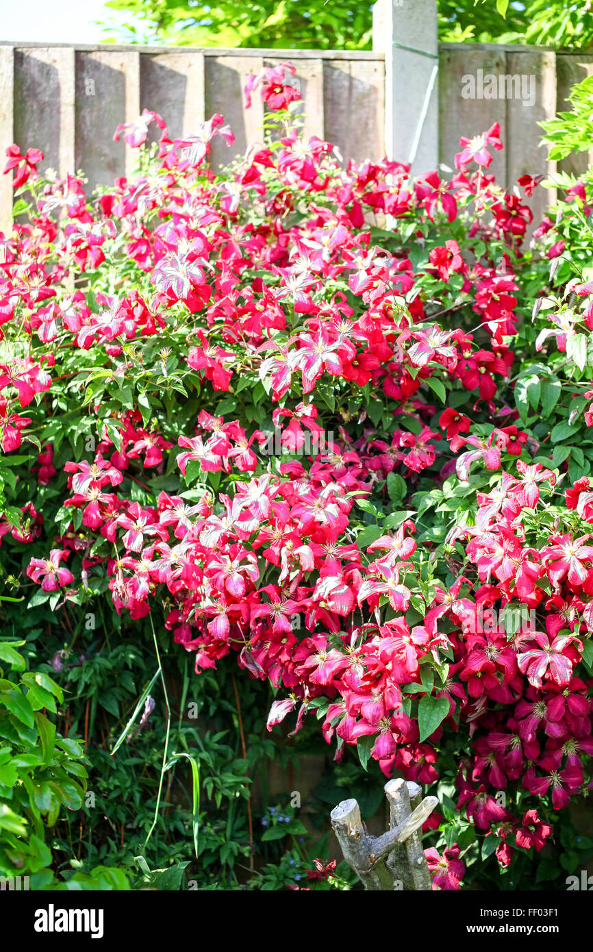 Fiori di colore rosso di un clematide 'Madame Julia Correvon' bush Foto Stock