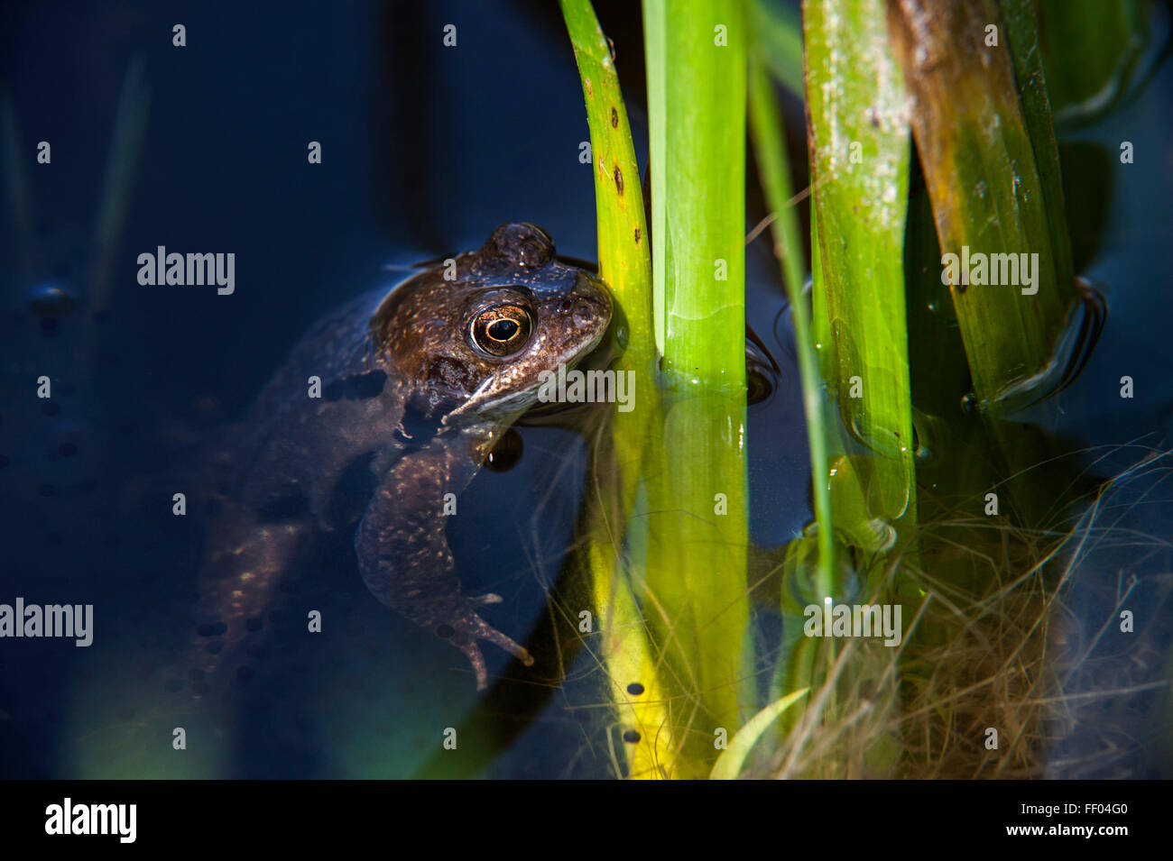 Comune Europea rana marrone (Rana temporaria) flottante in stagno tra frogspawn Foto Stock