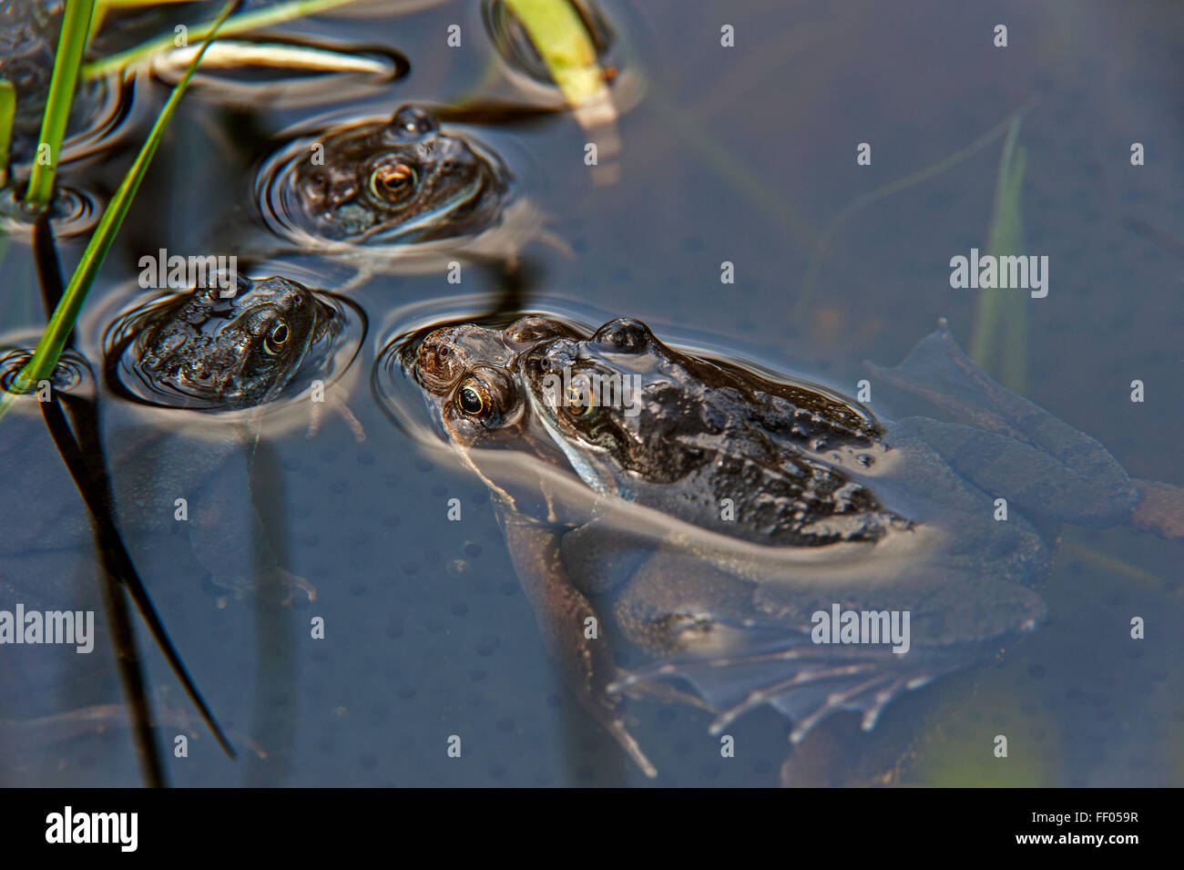 Comune Europea rane marrone (Rana temporaria) coppia in amplexus galleggianti in stagno tra frog spawn Foto Stock
