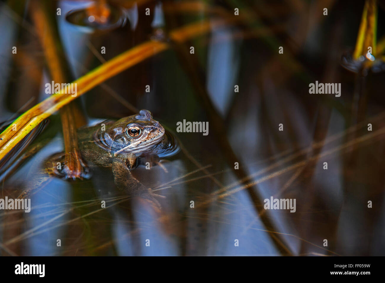 Comune Europea rana marrone (Rana temporaria) flottante in stagno tra frogspawn Foto Stock