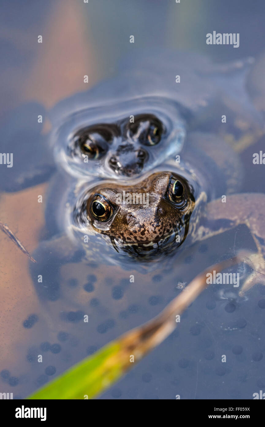 Comune Europea rane marrone (Rana temporaria) coppia in amplexus galleggianti in stagno tra frogspawn Foto Stock