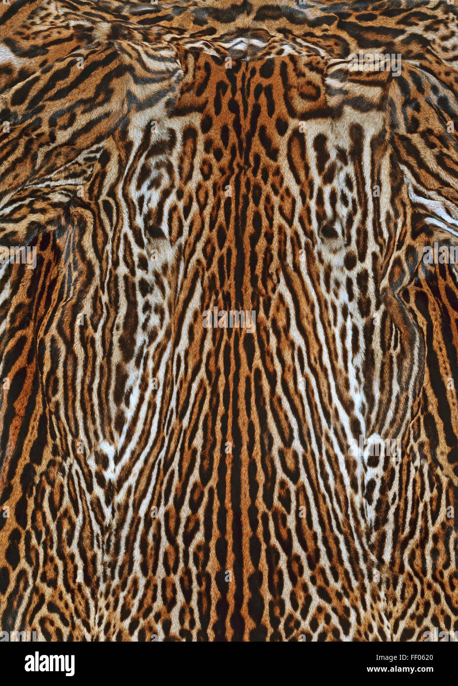 texture di sfondo in pelliccia leopardata Foto Stock