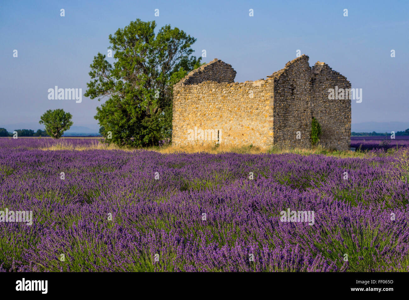 La lavanda, campo, Lavandula angustifolia, Plateau de valensole, Francia, Provence-Alpes-Côte d'Azur, in Francia Foto Stock